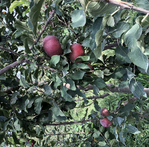 蘋(píng)果使用效果