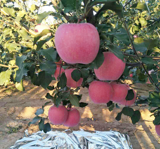 蘋(píng)果使用效果